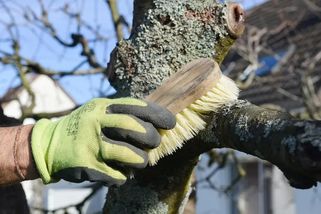 Odborníci mají jasno: Mechy a lišejníky vás mohou připravit o úrodu. Jak se jich zbavit jednou provždy